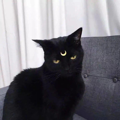 橘猫7周独行40英里,找到原主人却不进门,猫你为什么要抛弃我