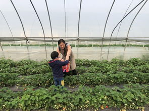 运动健康科学系三八节草莓农家乐