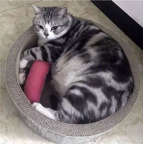我家的猫跟女朋友一样是个吃货,我没有女朋友