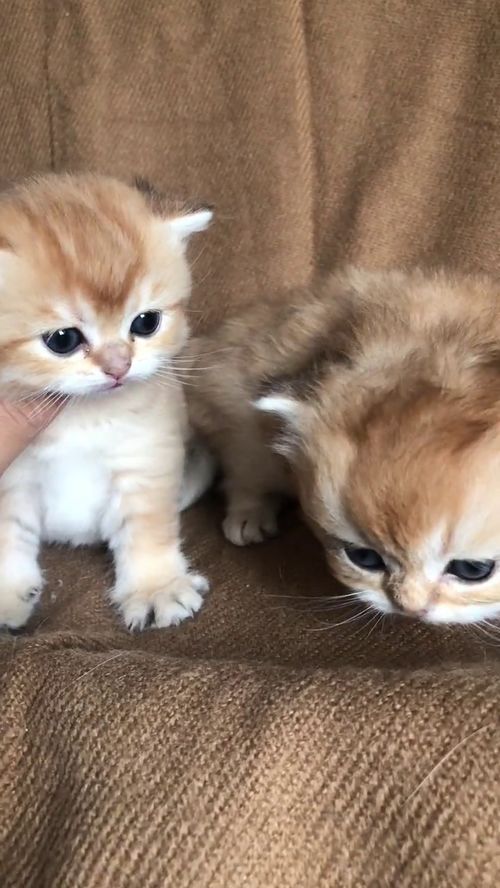 猫是治愈系良品奶猫则是包治百病