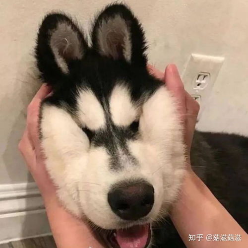 有没有那种沙雕中不失正经的头像
